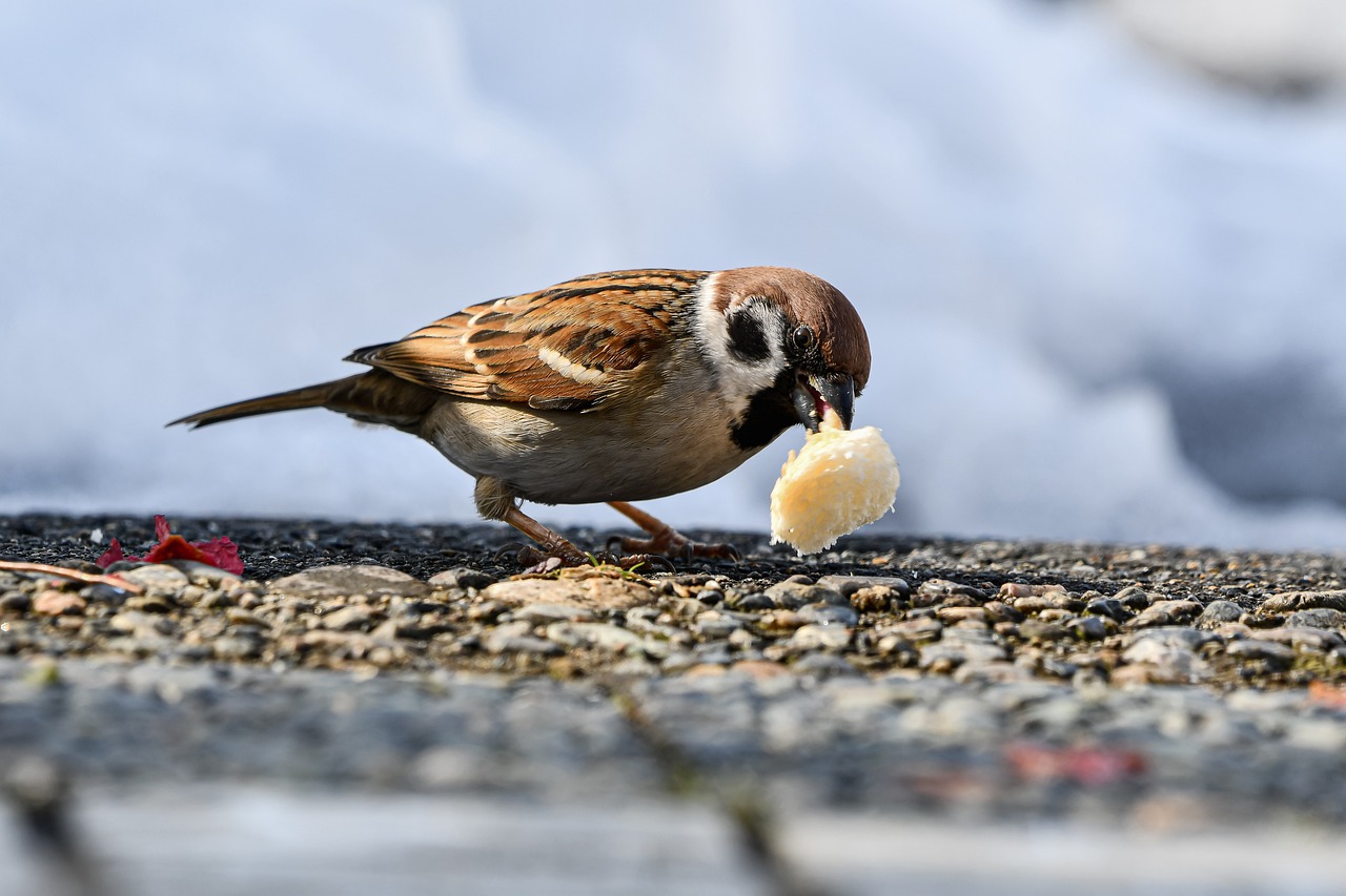 Lo Qu Comen Los P Jaros Fauna Salud