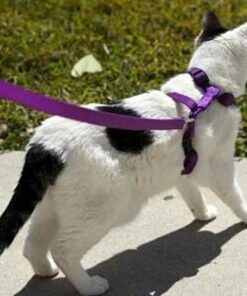 Arnés ajustable de nylón para Gatos