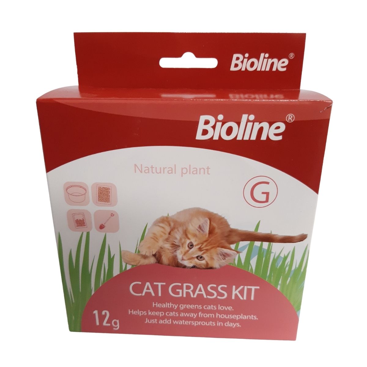 Menta Gatuna DECOALIVE Hierba Para Gatos Cyperus - Planta De