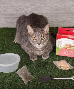 pasto para gatos