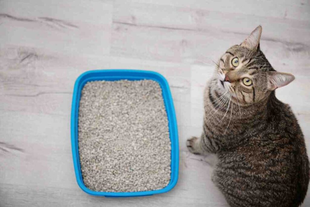 arena sanitaria para gatos