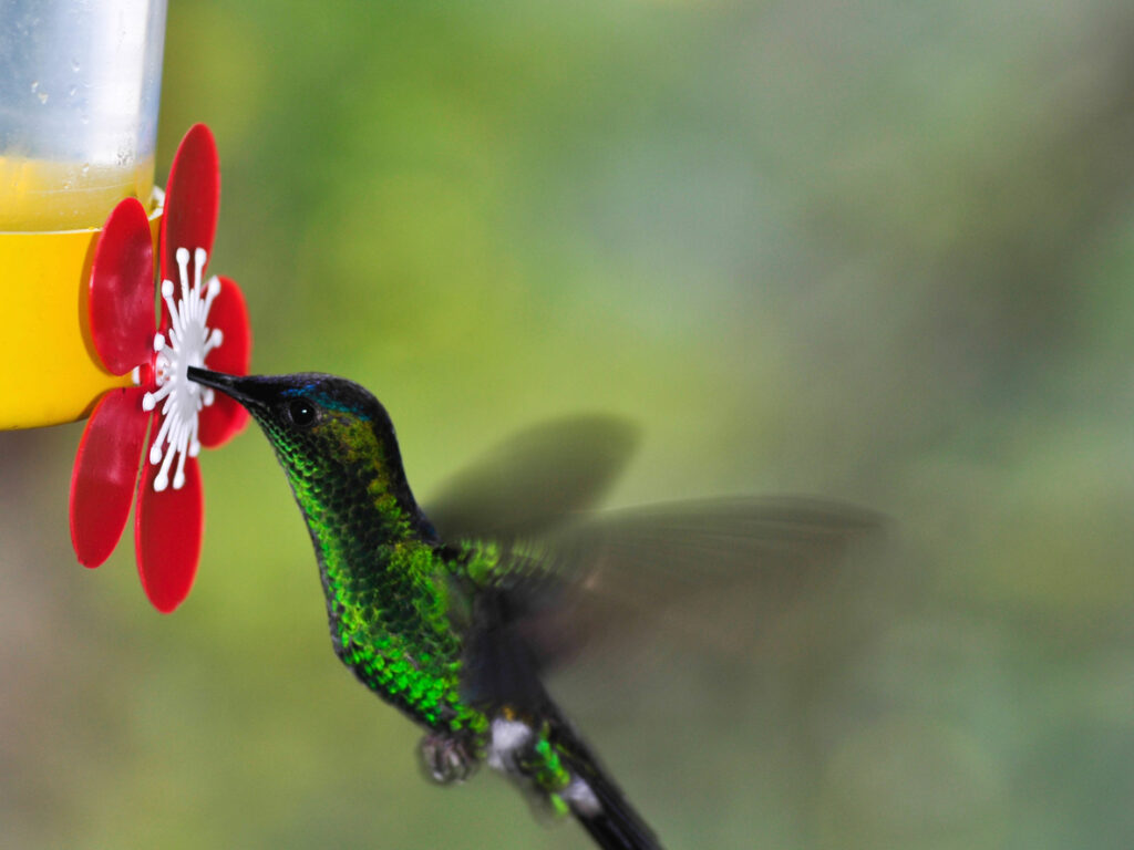 néctar para colibrí