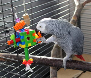 juguetes para pájaros
