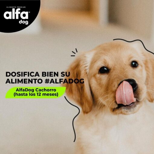 Cachorro