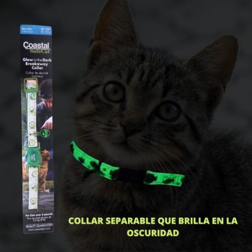 gato