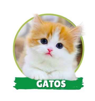 Gatos