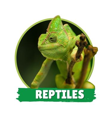 Reptiles