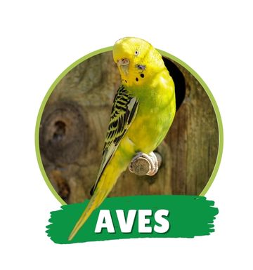 Aves