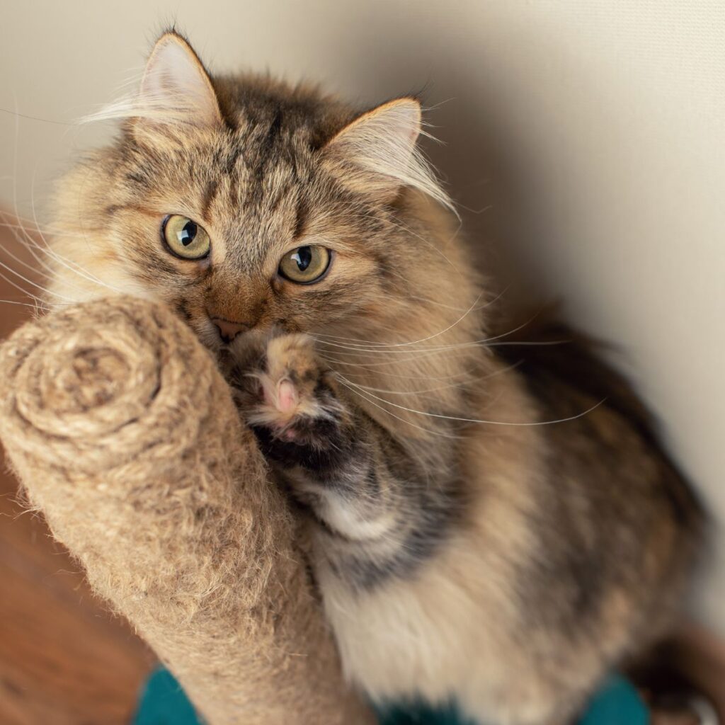 Cómo enseñar y entrenar a tu gato Guía práctica y