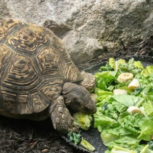 Dieta Equilibrada para Reptiles Herbívoros