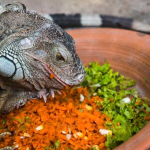 Dieta Equilibrada para Reptiles Herbívoros