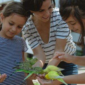 Mejores Aves Domésticas