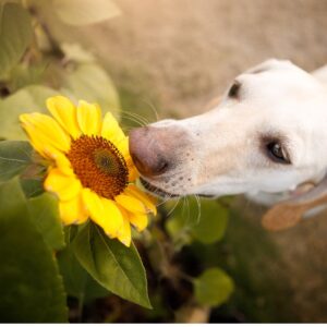 El Poder del Olfato Canino