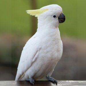 Mejores Aves Domésticas