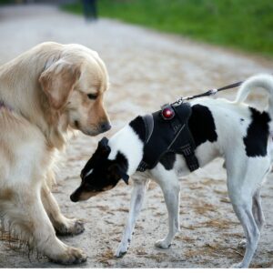 El Poder del Olfato Canino