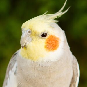 Mejores Aves Domésticas