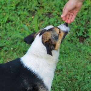 El Poder del Olfato Canino