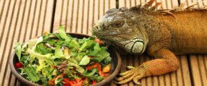 Dieta Equilibrada para Reptiles Herbívoros