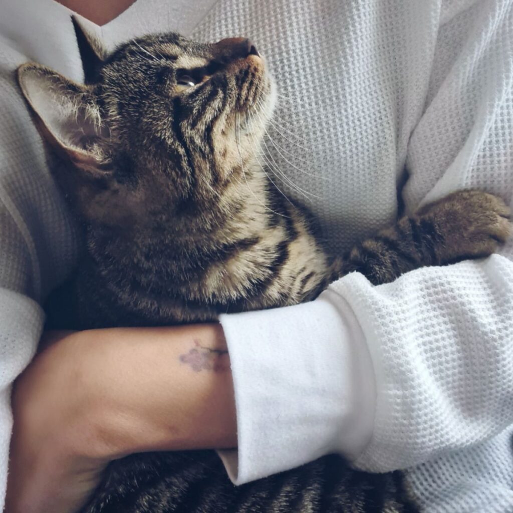Cómo enseñar y entrenar a tu gato Guía práctica y