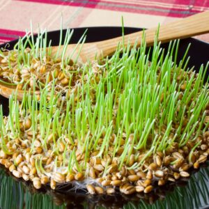 Dieta Equilibrada para Reptiles Herbívoros