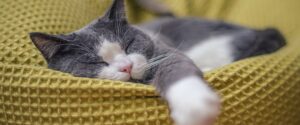 ¿Por qué mi gato duerme tanto?